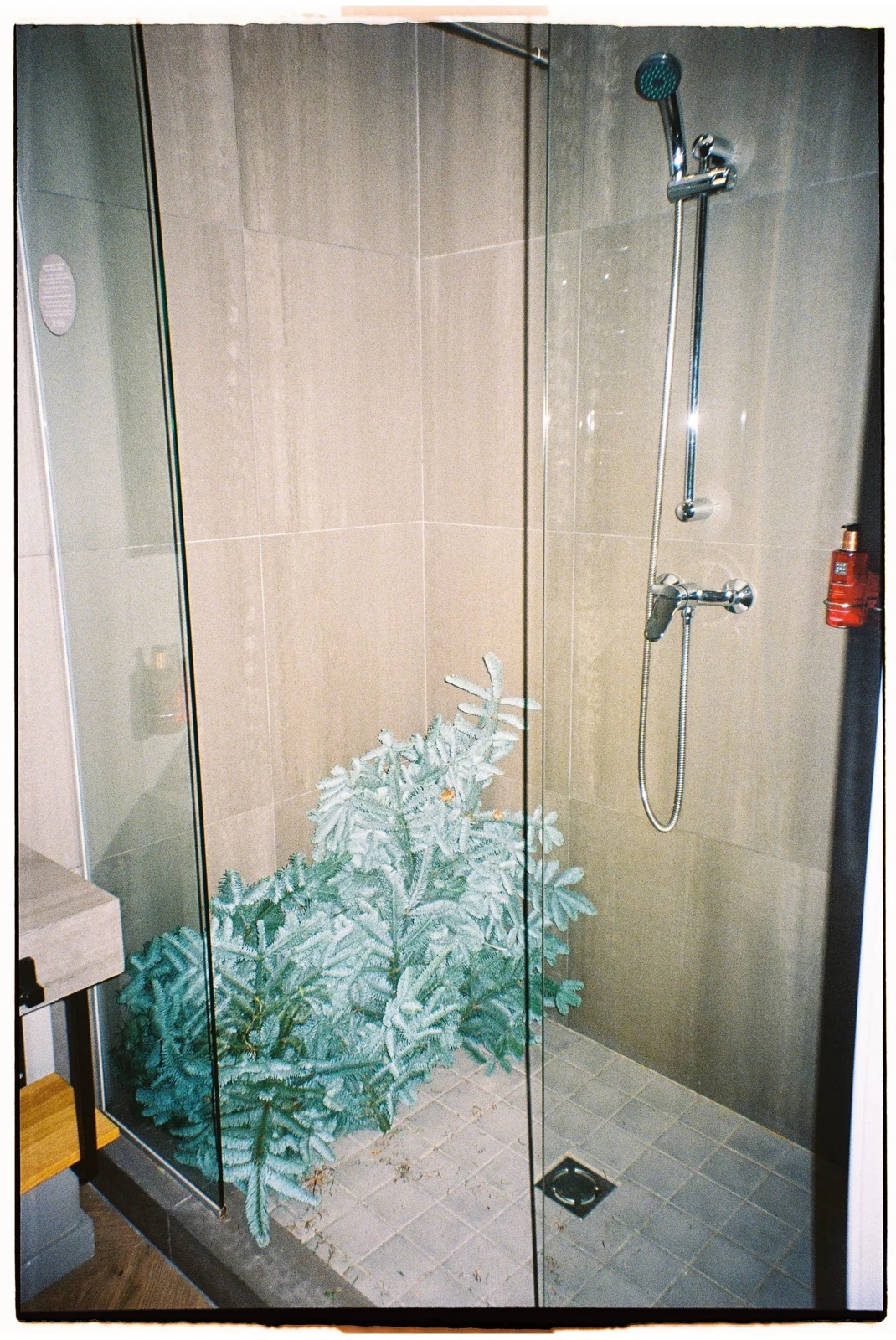 Unique shower stall with a decorative artificial pine tree inside, creating a quirky indoor setting
